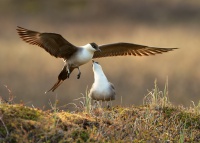 Chaluha mala - Stercorarius longicaudus - Long-tailed Skua 7329